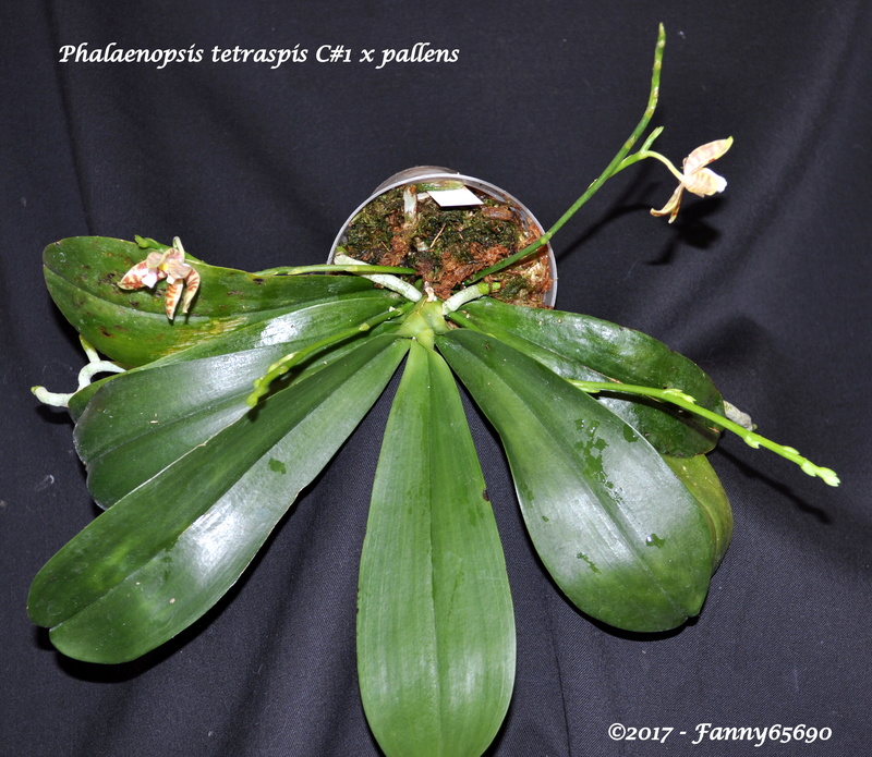Phalaenopsis tetraspis C#1 x pallens Dsc_0055