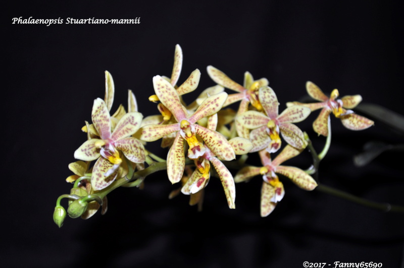 Phalaenopsis Stuartiano-mannii Dsc_0063
