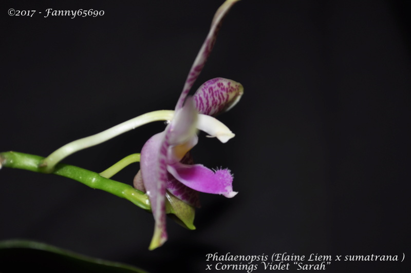 Phalaenopsis (Elaine Liem x sumatrana) x Cornings Violet "Sarah" Dsc_0066