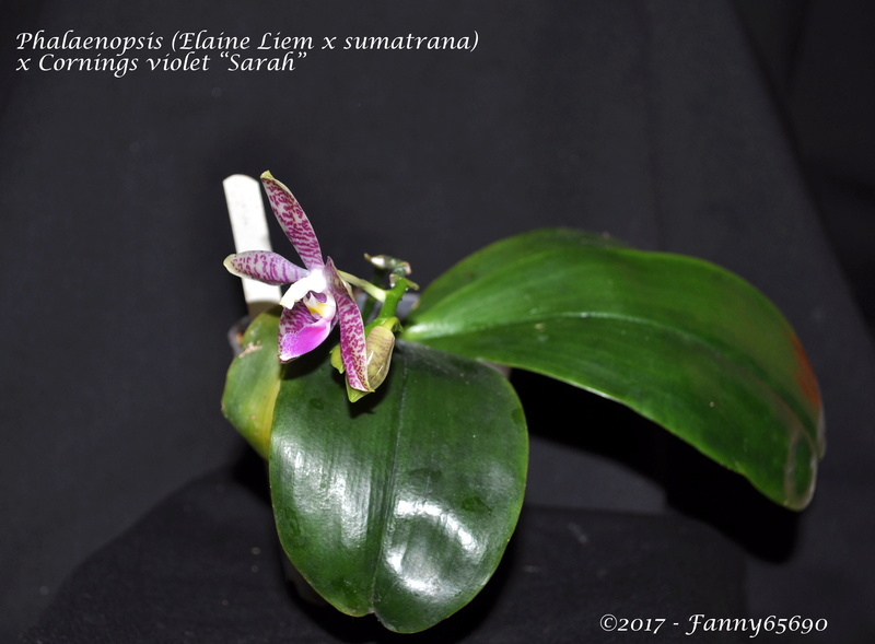 Phalaenopsis (Elaine Liem x sumatrana) x Cornings Violet "Sarah" Dsc_0067