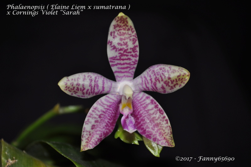 Phalaenopsis (Elaine Liem x sumatrana) x Cornings Violet "Sarah" Dsc_0068