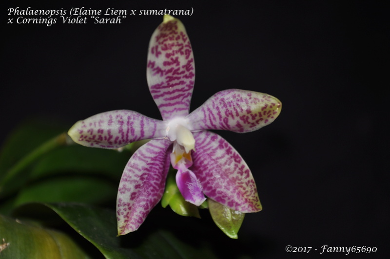 Phalaenopsis (Elaine Liem x sumatrana) x Cornings Violet "Sarah" Dsc_0069