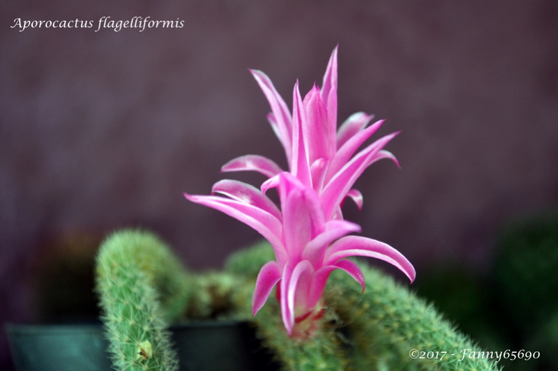Aporocactus flagellaris Dsc_0075