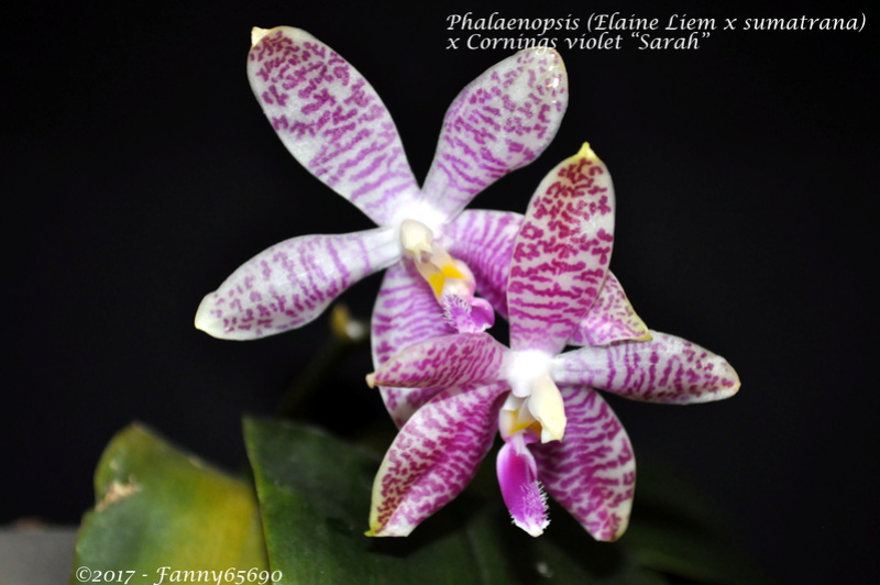 Phalaenopsis (Elaine Liem x sumatrana) x Cornings Violet "Sarah" Dsc_0079