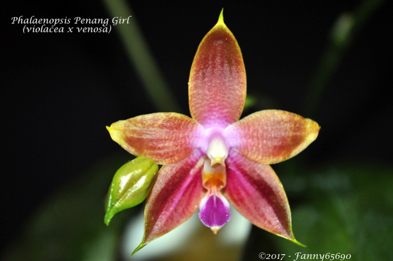 Phalaenopsis Penang Girl Dsc_0083