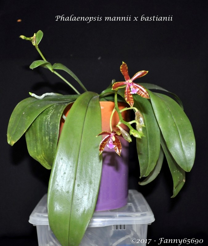Phalaenopsis mannii x bastianii Dsc_0098