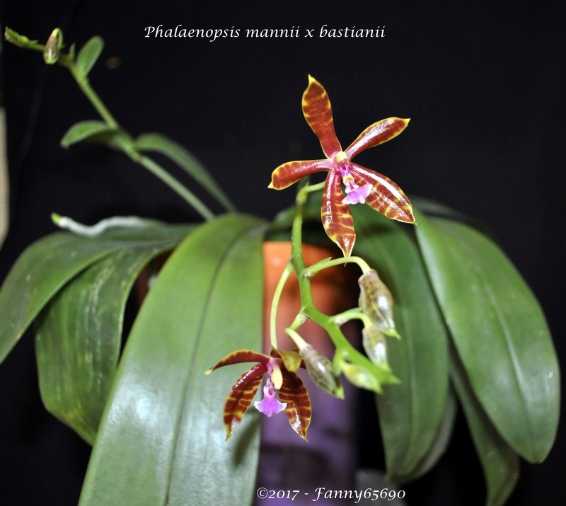 Phalaenopsis mannii x bastianii Dsc_0100