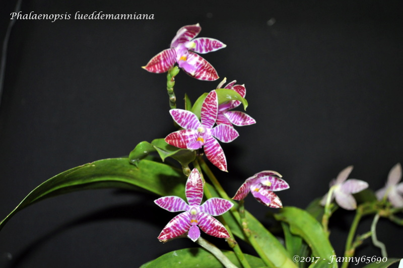 Phalaenopsis lueddemanniana Dsc_0130