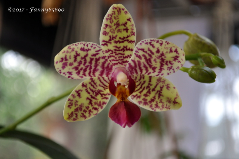 Phalaenopsis hybride 'Manon' Dsc_0132