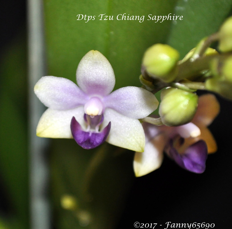 Doritaenopsis Tzu Chiang Sapphire Dsc_0134