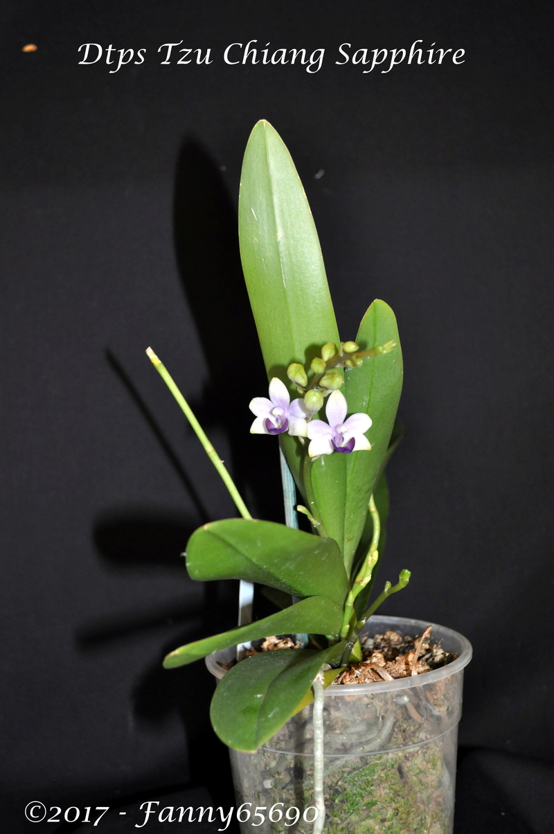 Doritaenopsis Tzu Chiang Sapphire Dsc_0135