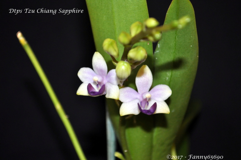 Doritaenopsis Tzu Chiang Sapphire Dsc_0136