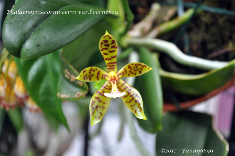 Phalaenopsis cornu cervi var.boornensis Dsc_0147