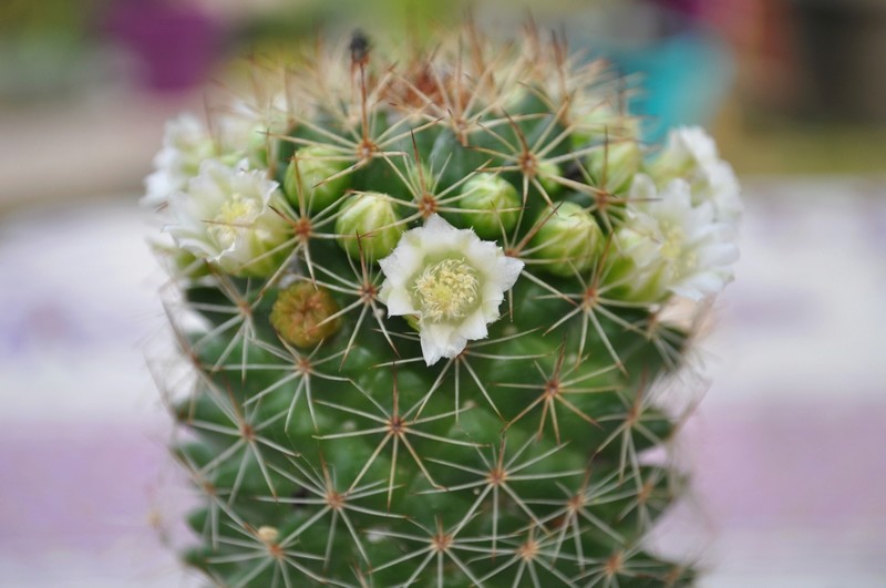 Cactus en fleurs Dsc_0150