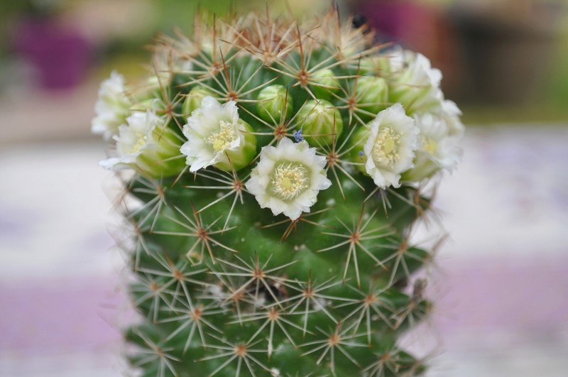 Cactus en fleurs Dsc_0154