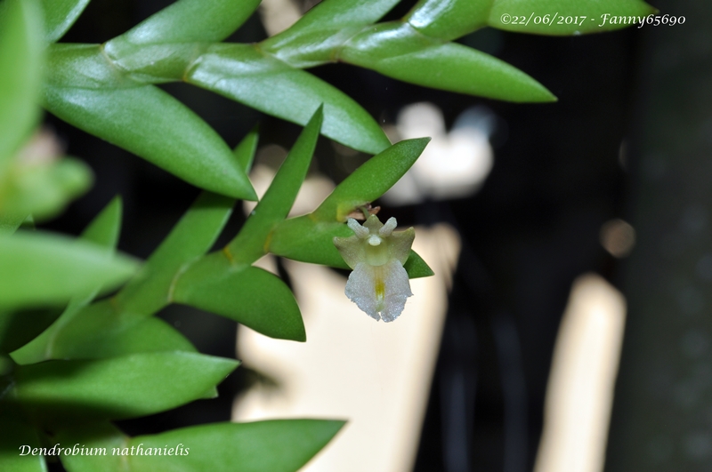 Dendrobium nathanielis Dsc_0159