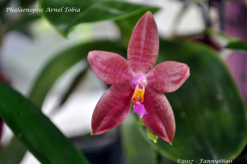 Phalaenopsis Arnel Tobia Dsc_0210