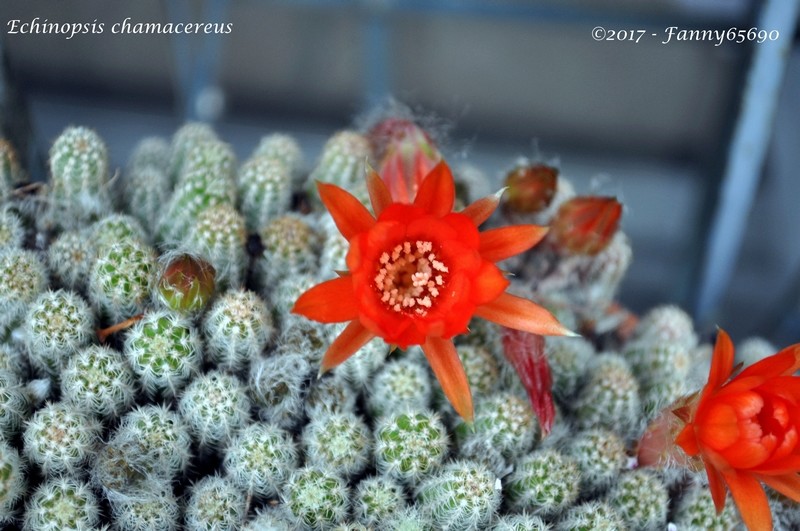 Cactus en fleurs Dsc_0214