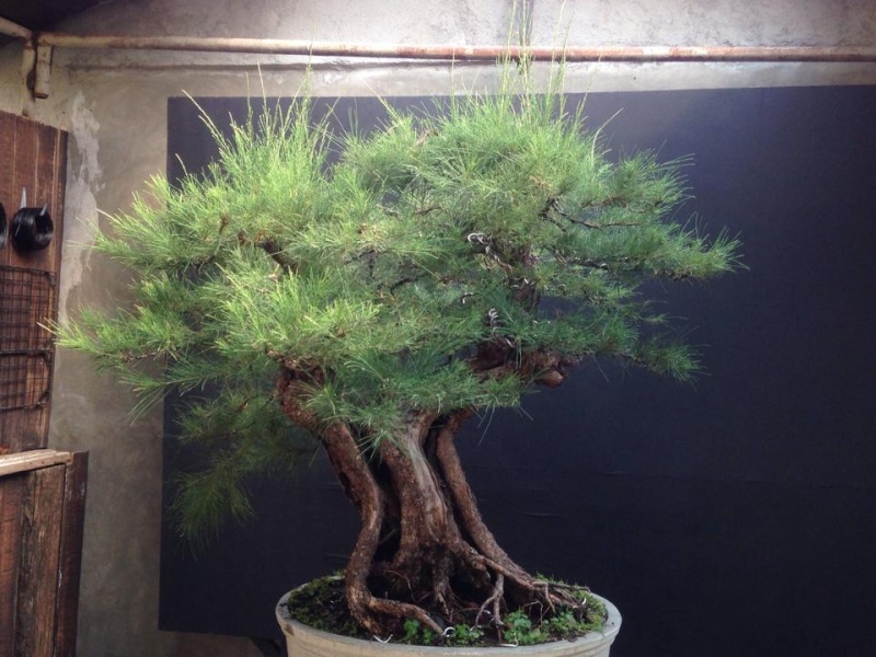 Large Casuarina equisetifolia 10334310