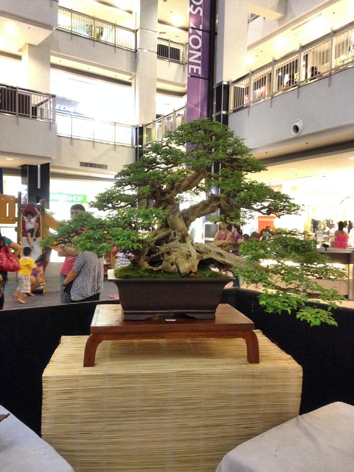 KHBS bonsai 10th show 12347310