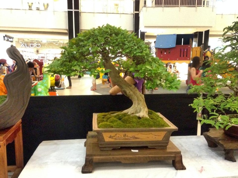 KHBS bonsai 10th show 13770410