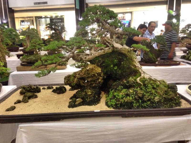 KHBS bonsai 10th show 13770710