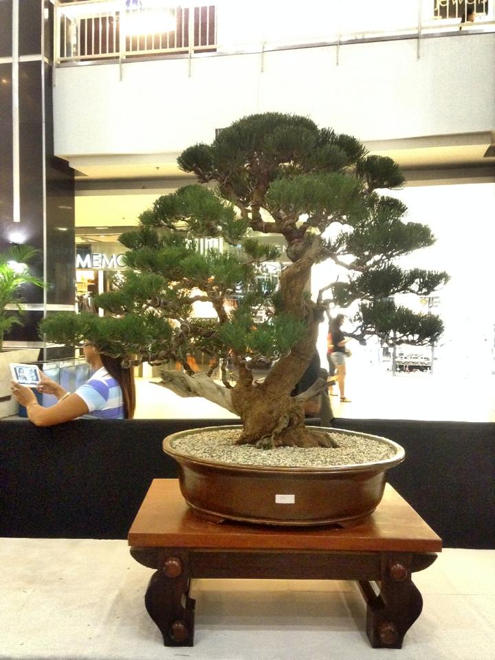 KHBS bonsai 10th show 13781810