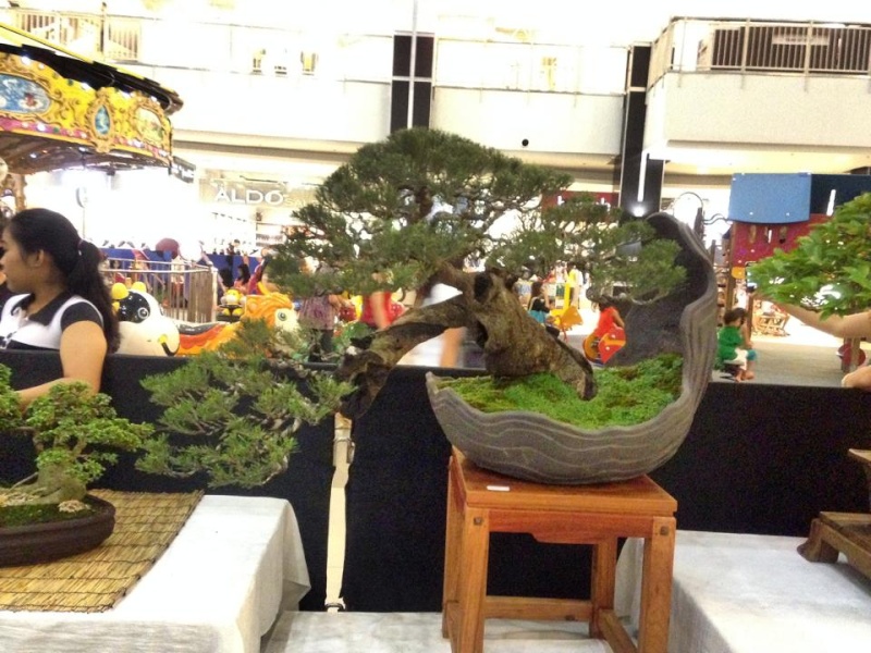 KHBS bonsai 10th show 13830910