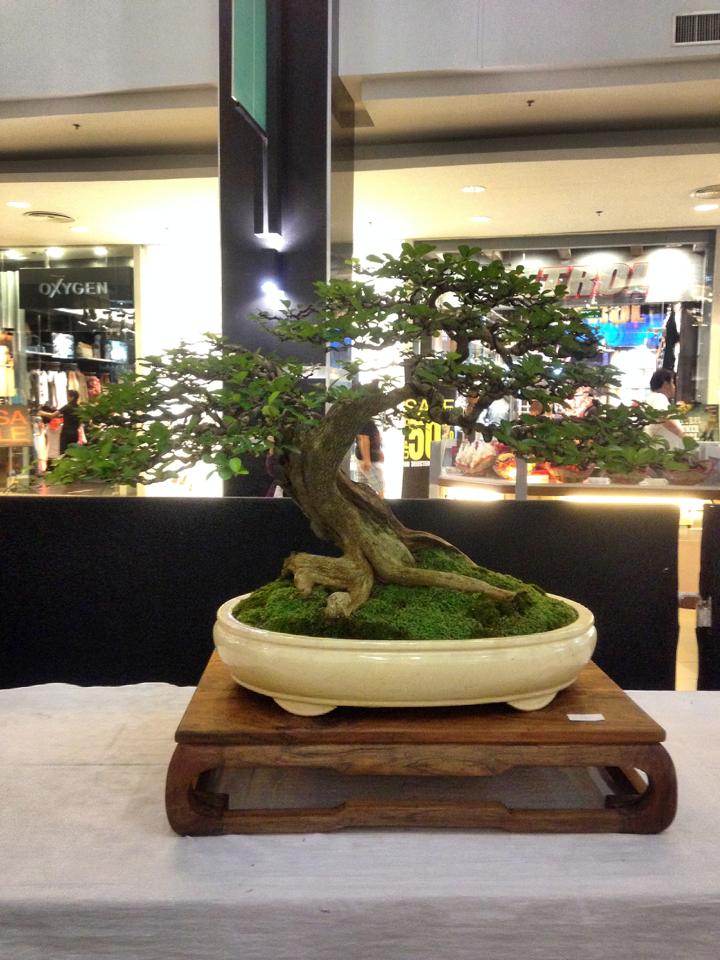 KHBS bonsai 10th show 13958010