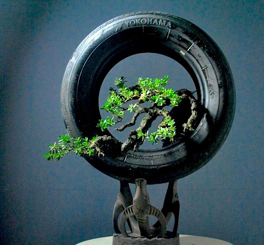 defining bonsai vs penjing vs mambonsai vs saikei vs art 17807511