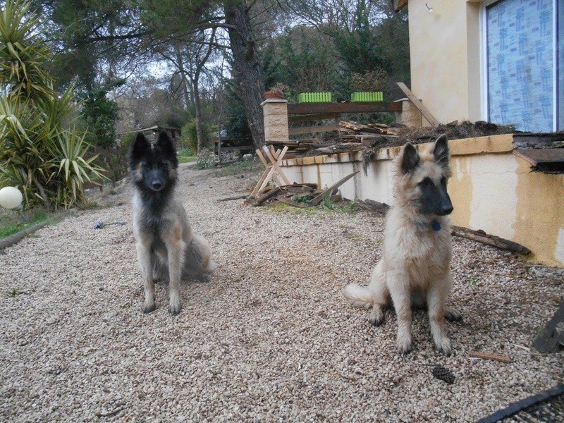 Un "loup" au milieu des bergers - Page 3 16836010