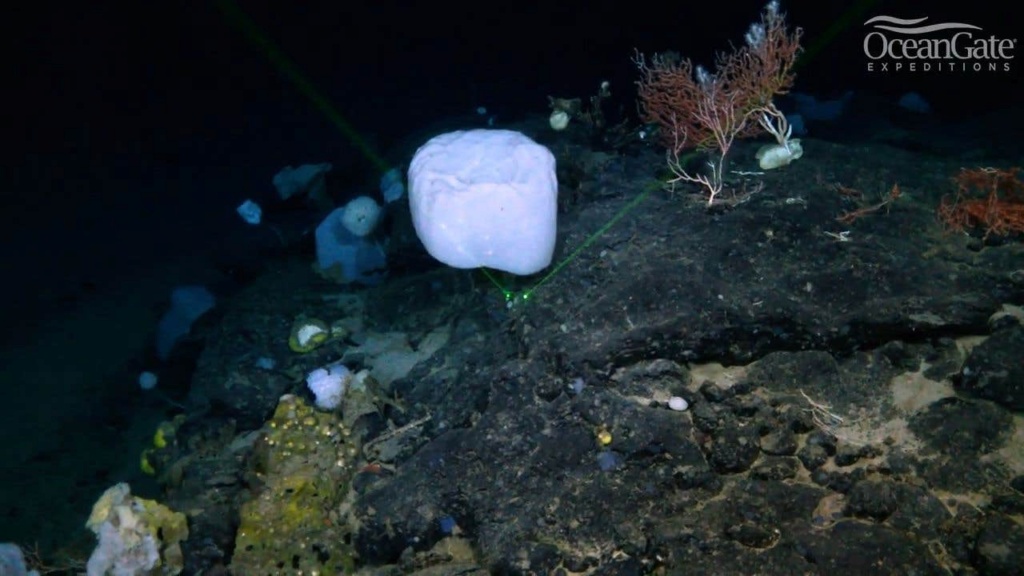 Écosystème et vie sous-marine Image13