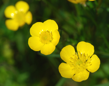 Peut on donnez des boutons d'or aux pogo ? (Plantes, fleurs)  Bouton10