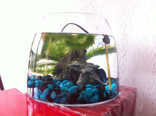 Question sur futur aquarium Photo_15