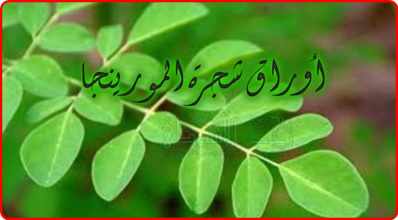 كل ما يتعلق بشجرة المورينجا وفوائدها . 1710