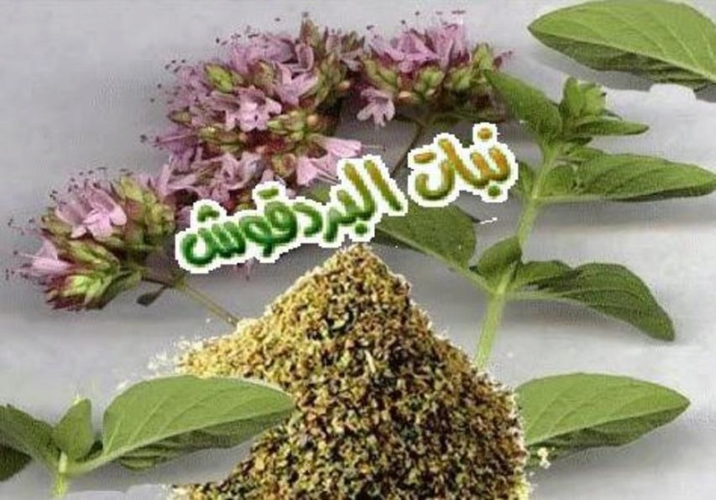 البردقوش وفوائده الصحية.  275