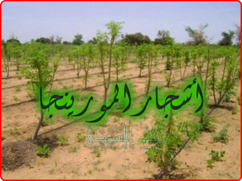 كل ما يتعلق بشجرة المورينجا وفوائدها . 277