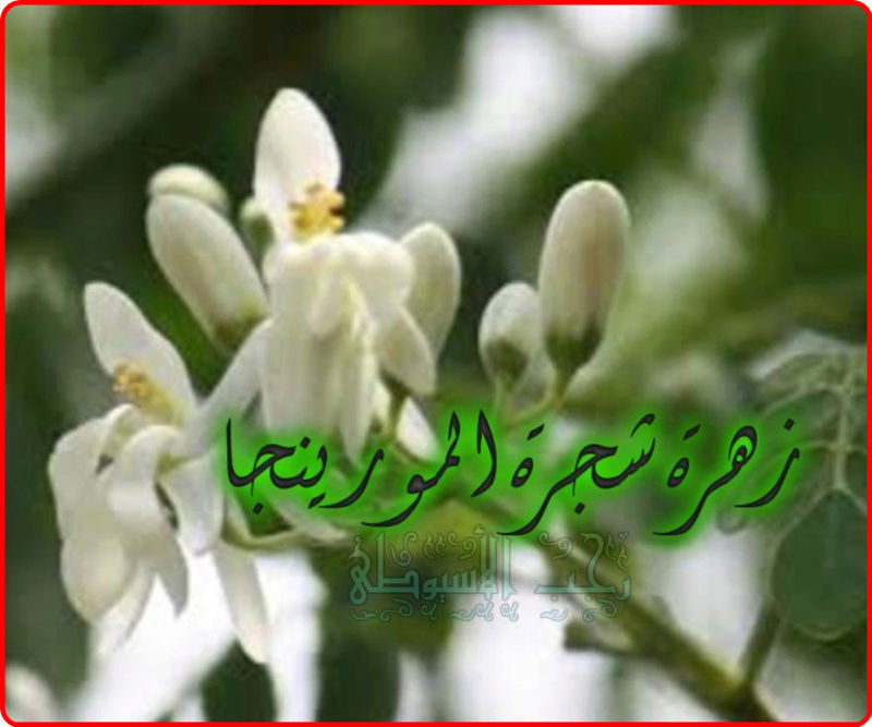 كل ما يتعلق بشجرة المورينجا وفوائدها . 475