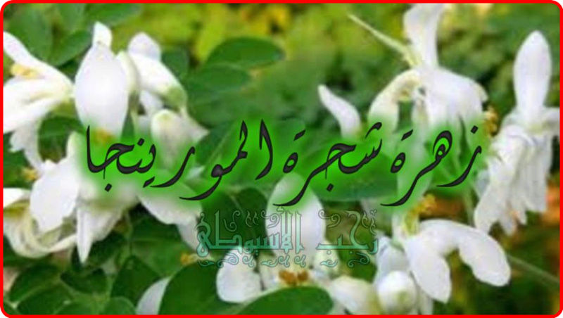 كل ما يتعلق بشجرة المورينجا وفوائدها . 556