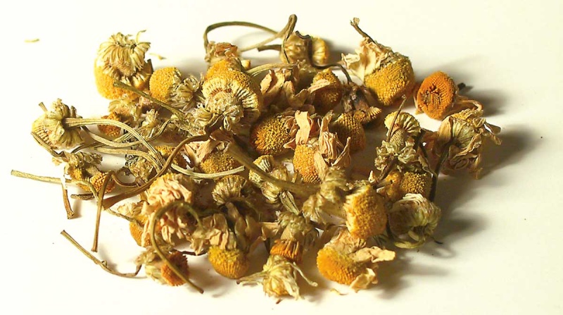 ◘◘◘ شيح البابونج( Camomile)  ◘◘◘ 632