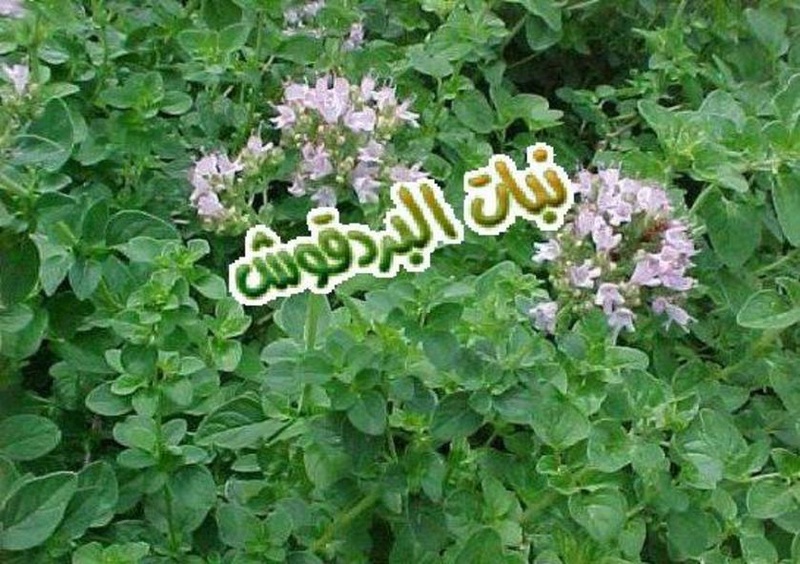 رسالة عن البردقوش