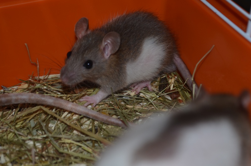 Rats à adopter Dsc_0111