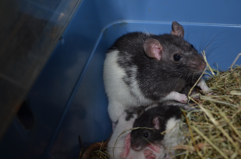 Rats à adopter Dsc_0112