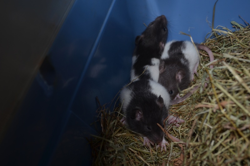 Rats à adopter Dsc_0113