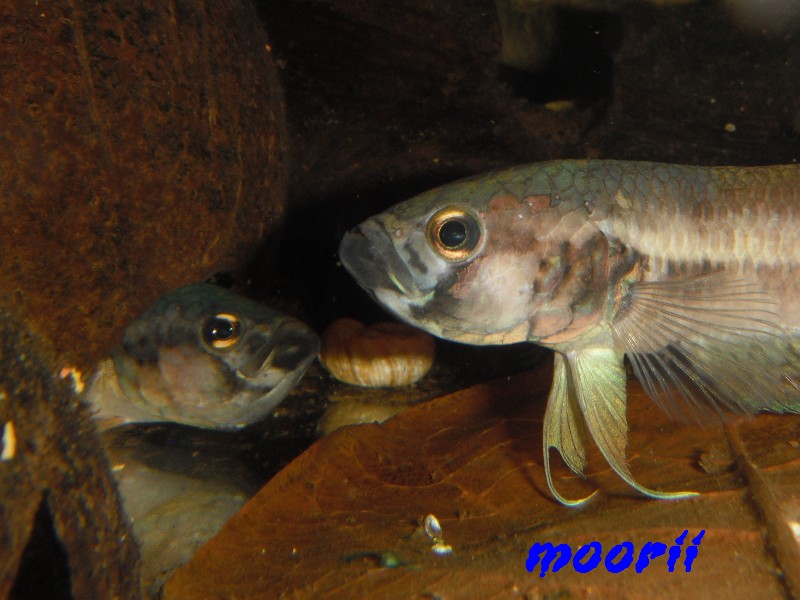 Betta ocellata " Tawau Kampong Imam" (Borneo).  - Page 7 46510