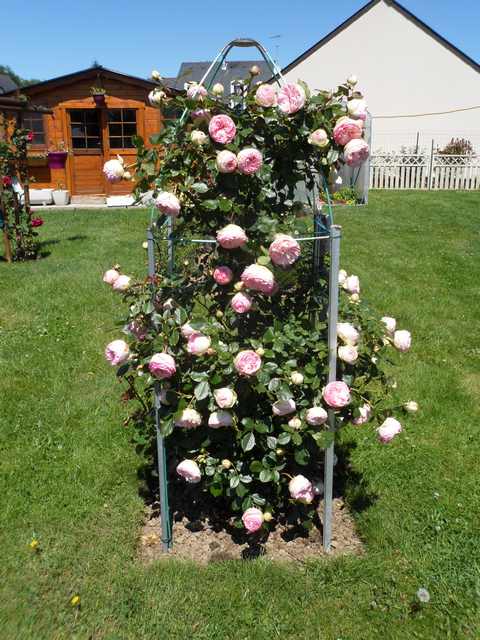 Roses et rosiers 2017  - Page 12 Sam_3758