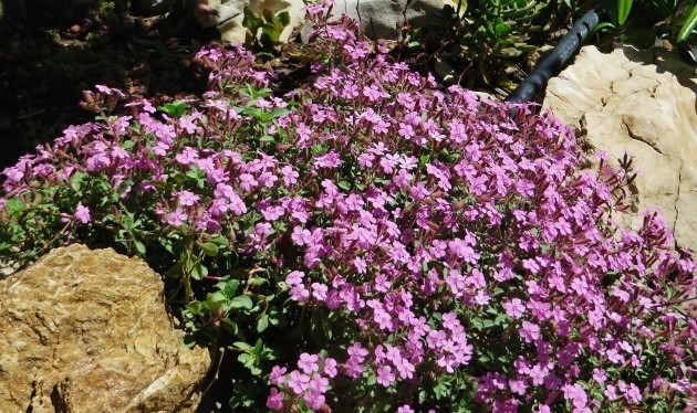 Saponaria ocymioides - saponaire de Montpellier 085_6310