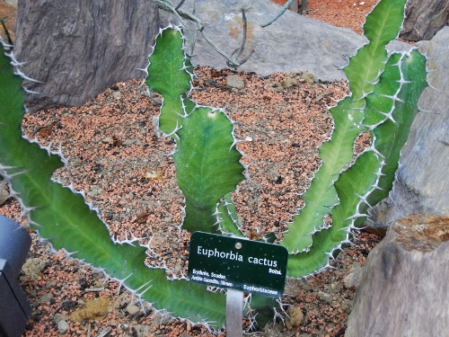 Euphorbia candelabrum ? [identification à confirmer] 10_jui12