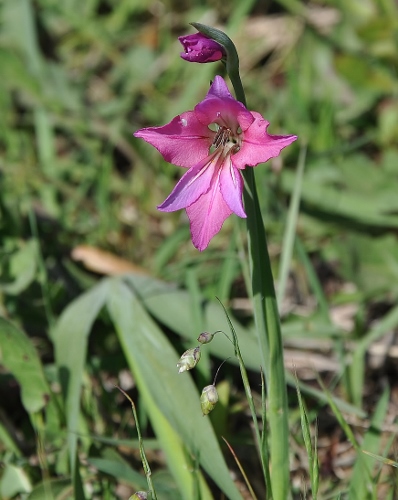 Gladiolus communis subsp. byzantinus Corse_10