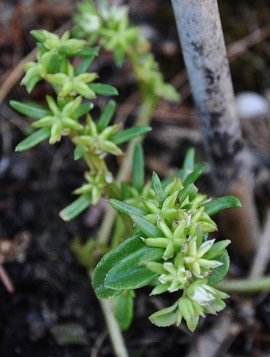 Sedum stellatum (= Phedimus stellatus) Dsc_0515